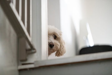 how-to-stop-anxiety-peeing-in-dogs