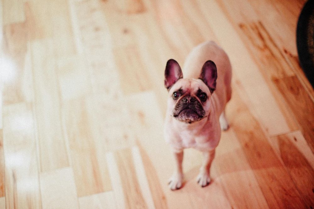 how-to-stop-dog-barking-at-visitors