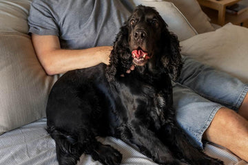 how-to-stop-dogs-from-peeing-indoors