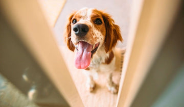 how-to-stop-excitement-urination