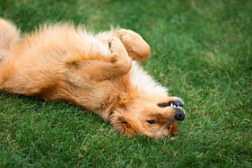 how-to-teach-dog-to-play-dead