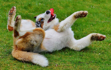 how-to-teach-dog-to-roll-over