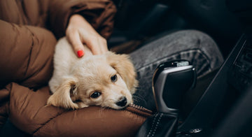 how-to-travel-easy-with-anxious-dog