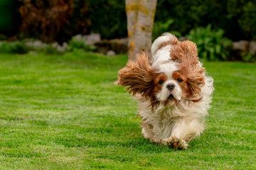 how-to-treat-yard-for-dogs