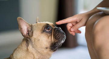 how-to-untrain-bad-dog-habits