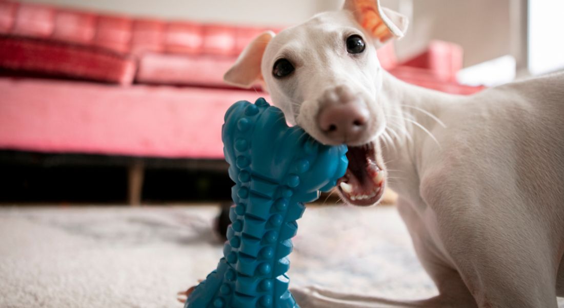 best-toys-for-dogs