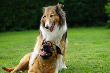 how-to=stop-dog-from-chewing-grass-pad