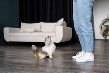 indoor-exercises-for-dogs-apartment