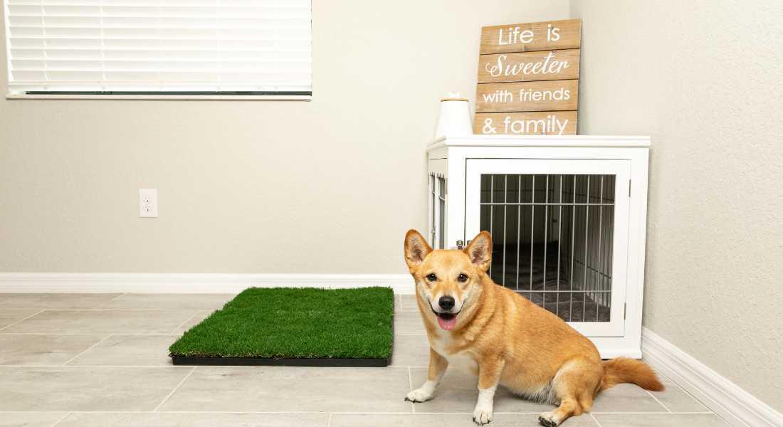 why-do-dogs-pee-in-the-house-gotta-go-grass