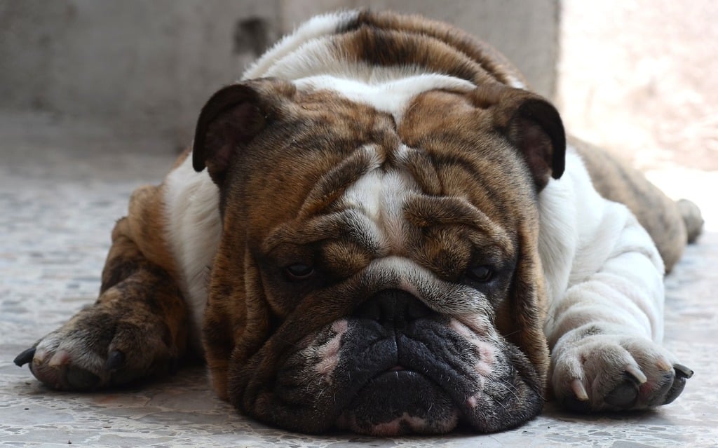is-your-dog-overweight