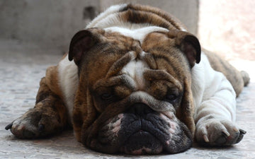 is-your-dog-overweight