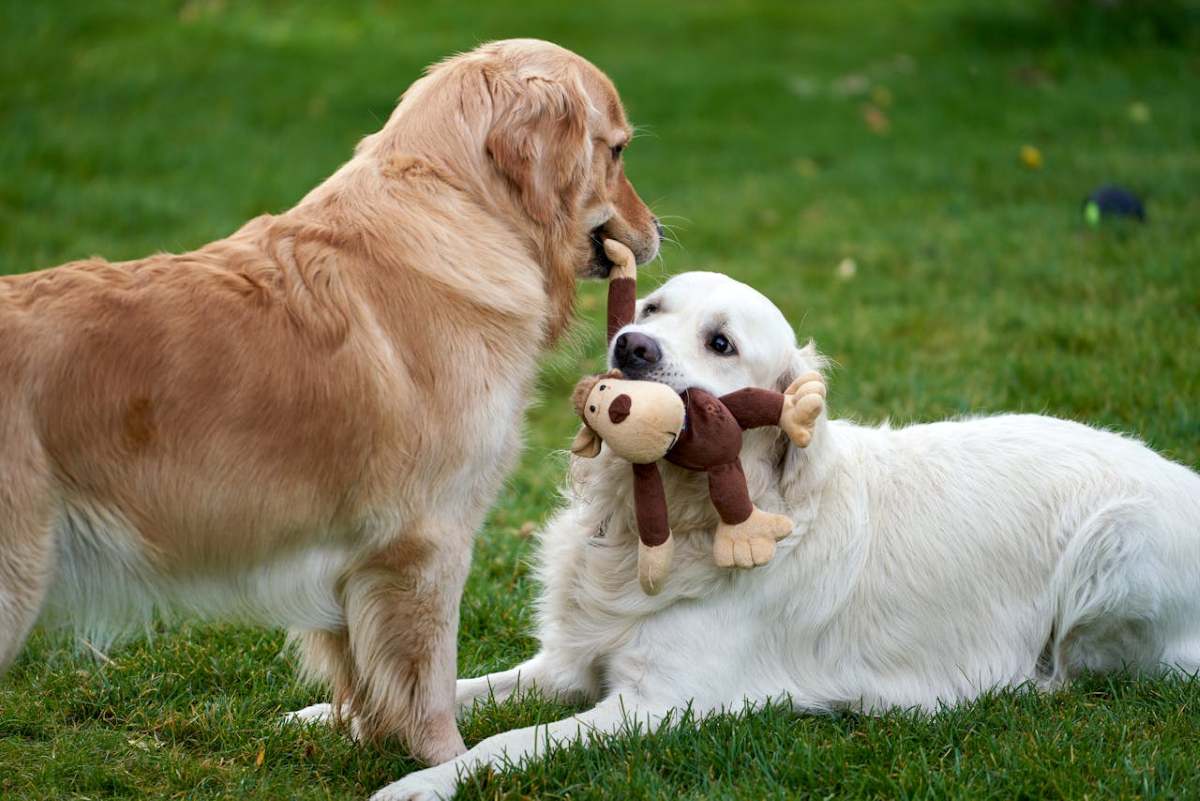 Picture of Joint and Mobility Care for Aging Labs and Golden Retrievers