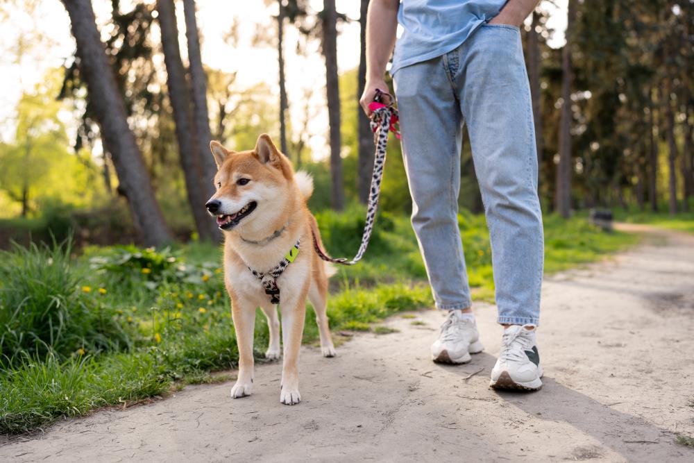 leash-training-a-dog