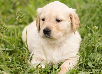 Potty Training Your New Puppy