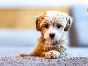 Guide to Adopting a Puppy for the First Time