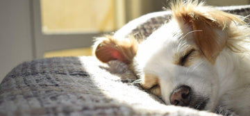 new-puppy-essentials-checklist