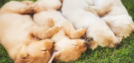 Paws Up, Tummies Out: Why Dogs Love Sleeping on Their Backs