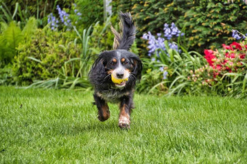 pet-friendly-lawn-with-grass-pads-for-dogs