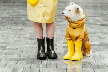 pet-safety-tips-florida-hurricane