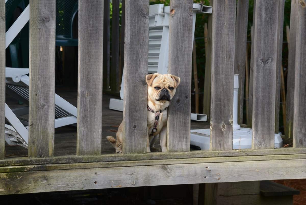 porch-potty-training-dog