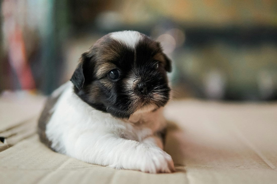 potty-train-8-week-old-puppy