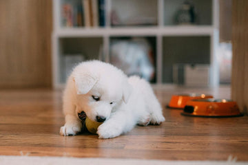 potty-training-8-week-old-puppy