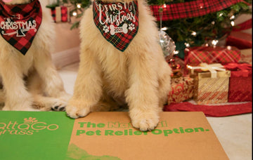 potty-training-tips-for-dogs-holidays