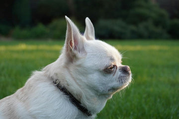 puppy-diarrhea-tips-potty-training