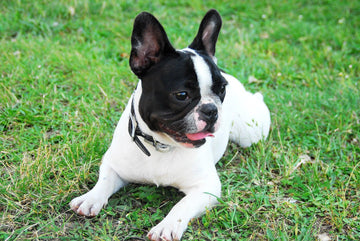 Benefits of Regular Exercise for Puppies