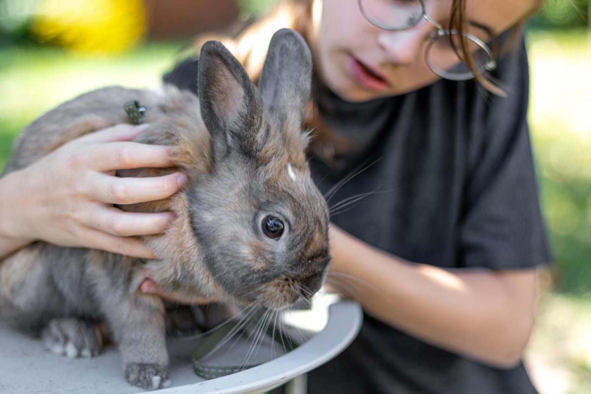 20 Questions to Ask Yourself When Getting a Rabbit