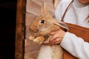 rabbit-as-a-pet