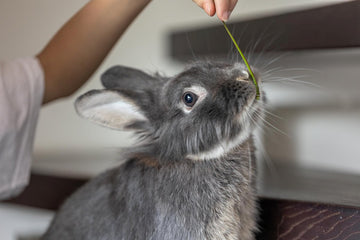 rabbit-shedding-season-tips