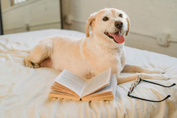 raising-a-puppy-in-apartment