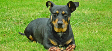 A rottweiler on a green grass lawn; grass pee pad for dogs