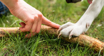 reasons-dog-owners-swear-by-gotta-go-grass