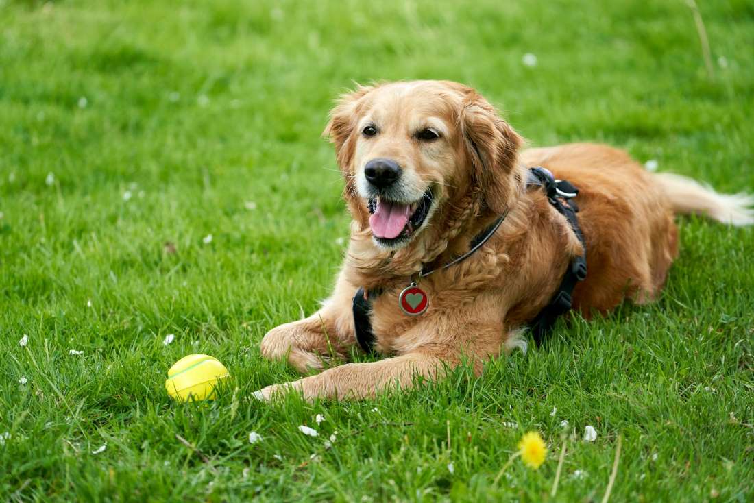 should-you-shave-double-coat-dog-double-coated-dogs