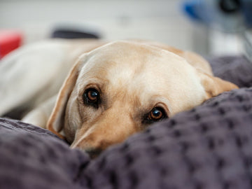 signs-of-separation-anxiety-in-dogs-at-night