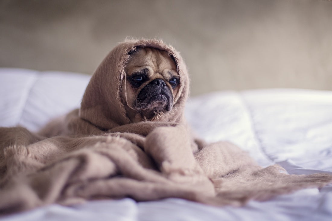 spring-allergies-in-dogs
