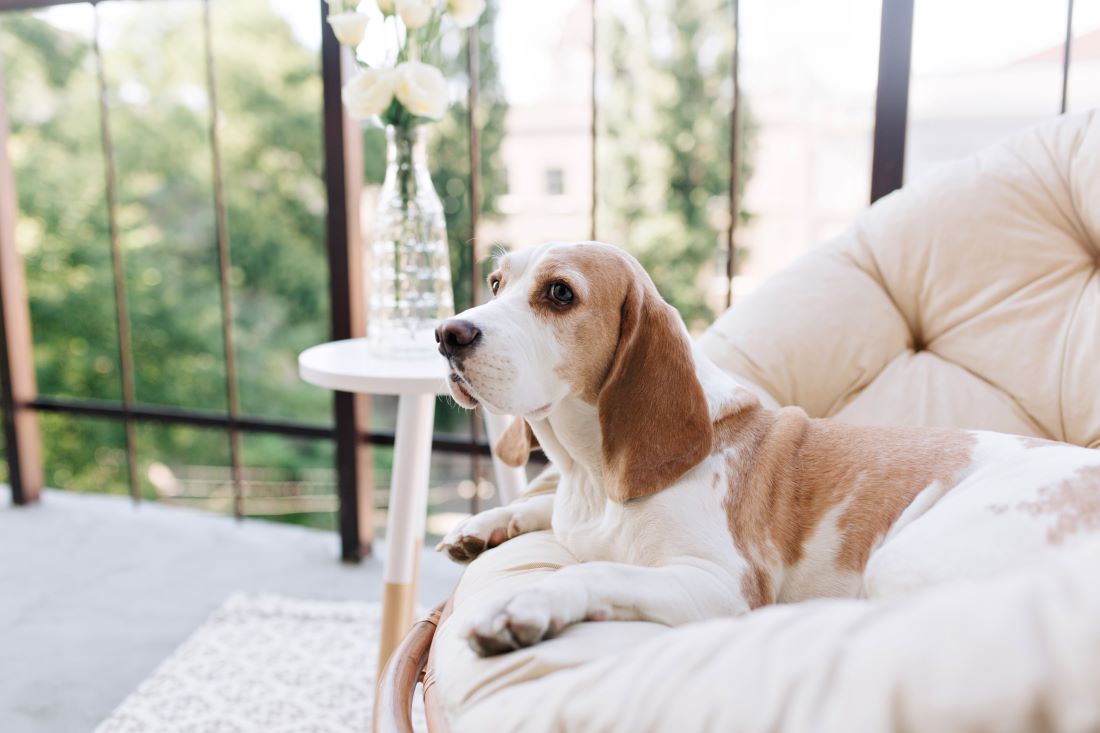 spring-cleaning-tips-pet-owners