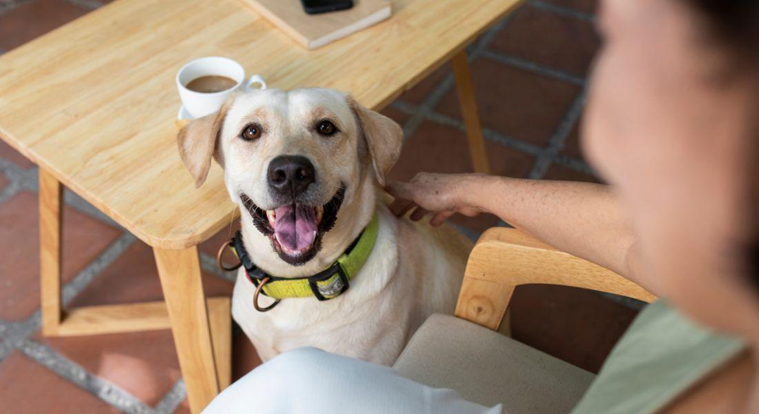 tips-for-boarding-your-dog-for-the-first-time