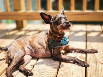 ultimate-guide-to-balcony-grass-for-dogs