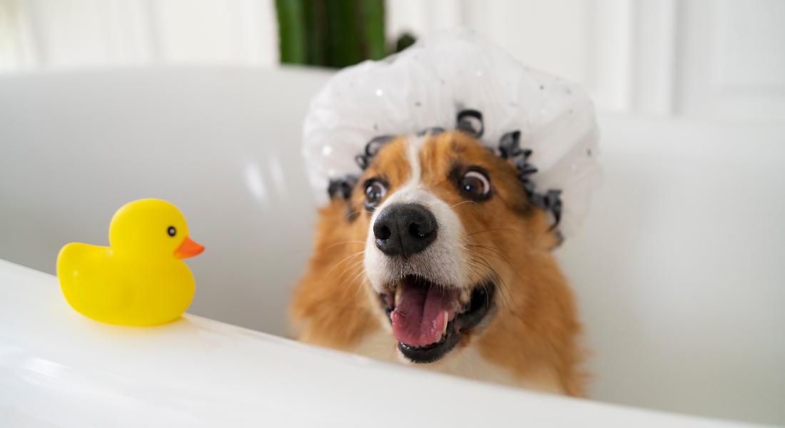 washing-pet-dog-home