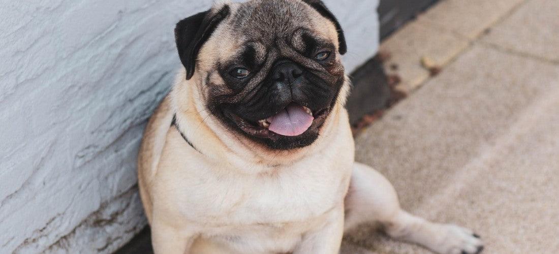 weird-things-dogs-do