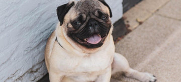 weird-things-dogs-do