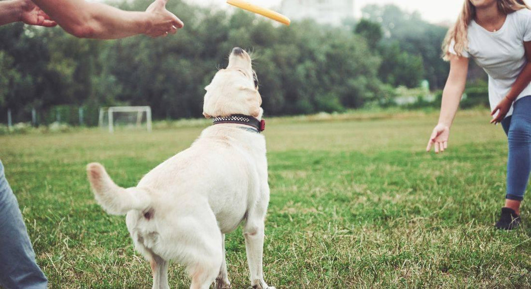 What is Positive Reinforcement Training for Dogs?