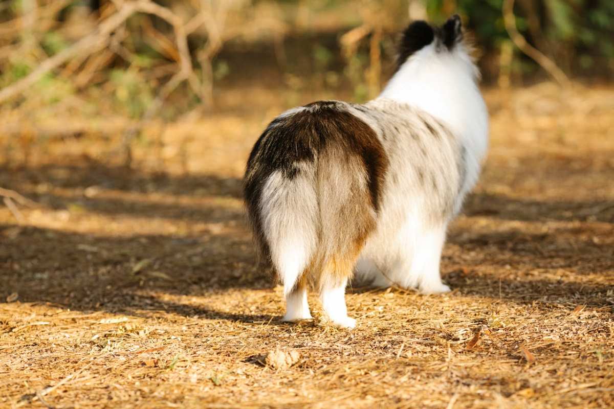 what-your-dogs-tail-is-telling-you