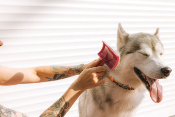 when-do-dogs-blow-their-coat