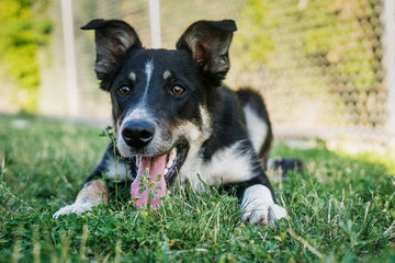 why-do-dogs-get-hiccups