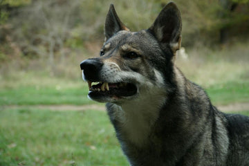 why-dog-bares-teeth