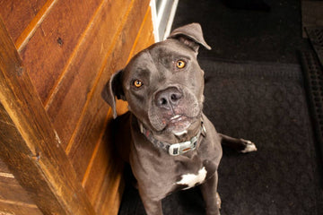 why-dog-keeps-getting-uti